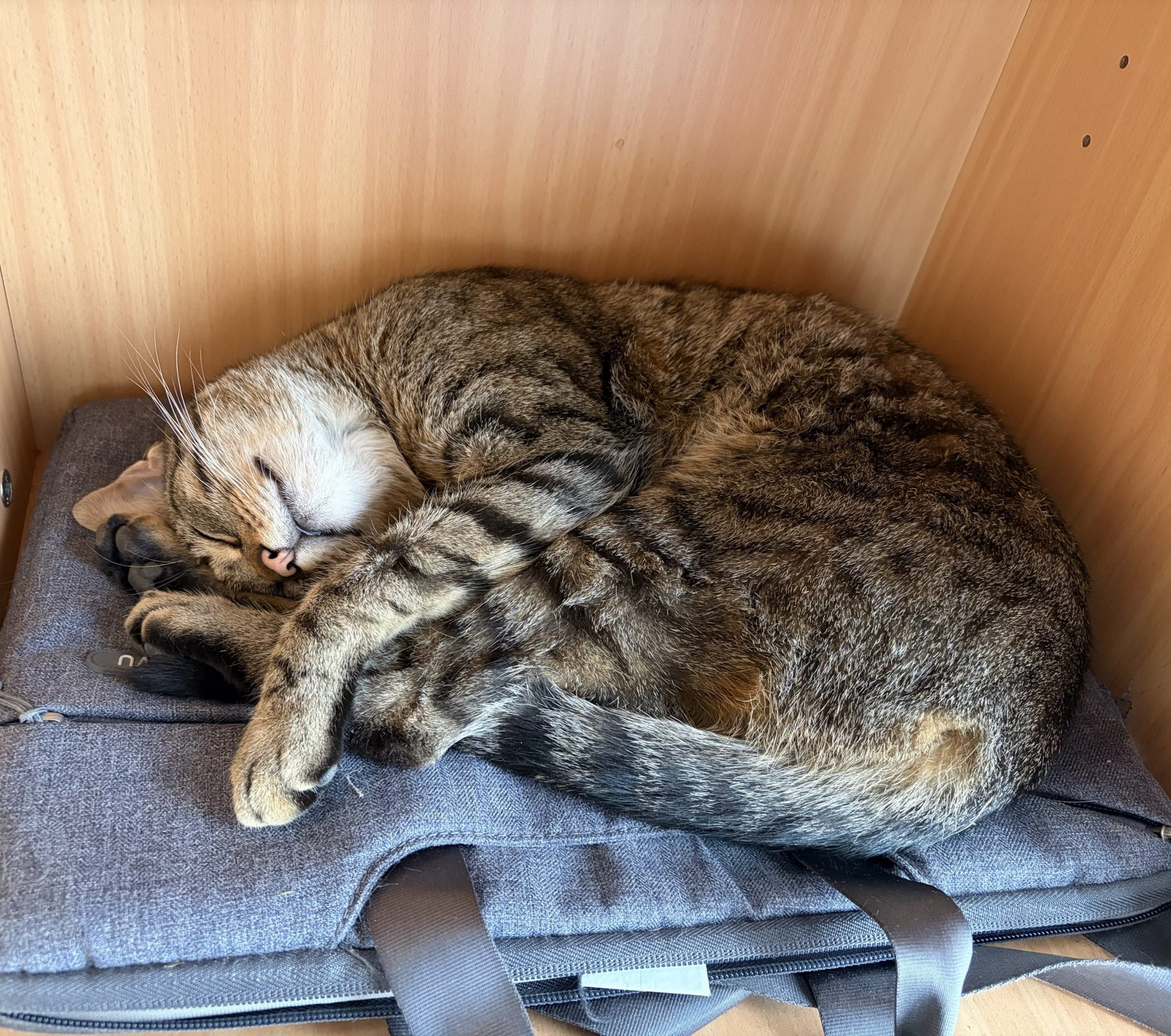 Schnorrer des Monats